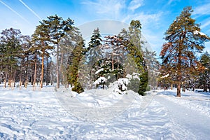 Colorful image of trees in the park or forest with snow and clear blue sky in the winter season