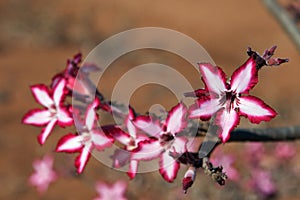 Colorful Impala Lily flowers