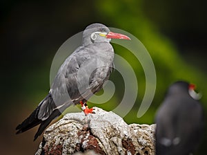 Colorful inca tern (larosterna inca)