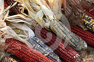 Colorful indian corn