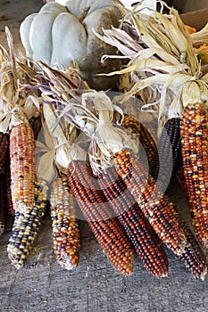 Colorful indian corn