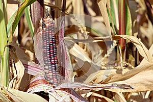 Colorful Indian Corn growing