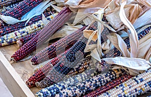 Colorful Indian corn still life