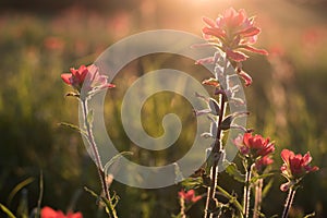 Colorful Indian Paintbrush flowers at sunset