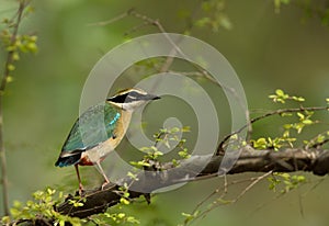 Colorful Indian Pitta
