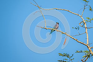 Colorful Indian Roller  Coracias benghalensis  perching on dry tree branches