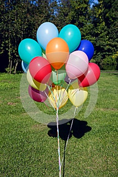 Colorful inflated helium balloons in the bundle are flying off the trees