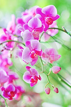 Colorful inflorescence of purple orchids blooming in garden background,natural flower huge group hanging on tree