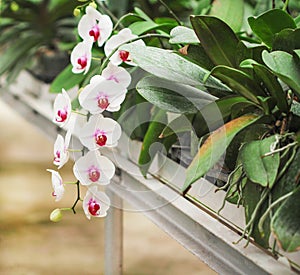 Colorful inflorescence of white phalaenopsis orchids with red striped blooming and leaves in flower farm