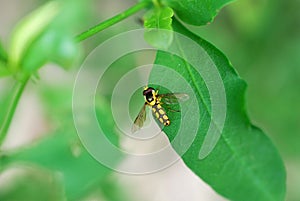 Colorful Insect