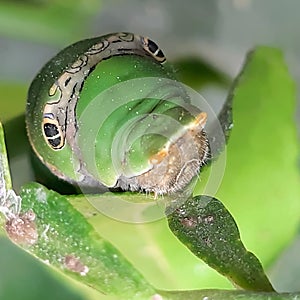 Colorful insect in nature