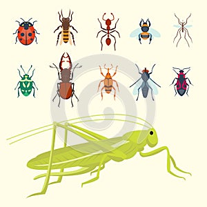 Colorful insects icons isolated wildlife wing detail summer bugs wild vector illustration