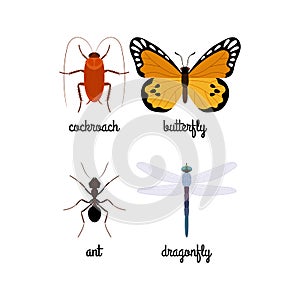 Colorful insects vector set