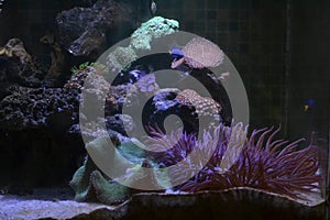 Colorful invertibrate marine life in aquarium tank
