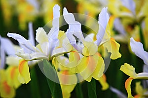 colorful Iris or Flag or Gladdon or Fleur-de-lis flowers