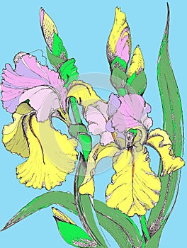 Colorful Irises. Handiwork Illustration. Floral Image.