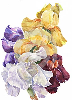 Colorful Irises of Watercolor. Handiwork Illustration. Floral Image.