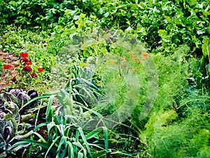 Colorful Italian vegetable garden with flowers grown with natural methods in countryside