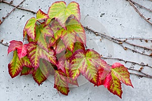 Colorful Ivy