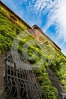 Colorful ivy covers walls