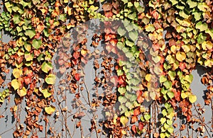 Colorful ivy leaves in fall