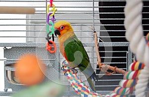 Colorful Jandaya conure parrot. Pet in cage.