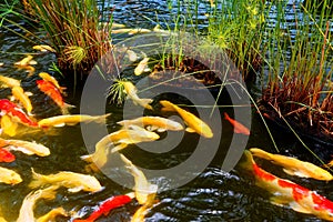 Colorful Japanese Carp fish (Nishikigoi) in a lovely Koi pond of a garden in Kyoto, Japan. A brilliant image