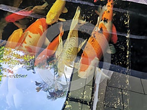 Colorful Japanese carp Nishikigoi swimming in the pond.
