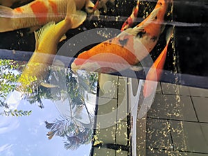 Colorful Japanese carp Nishikigoi swimming in the pond.