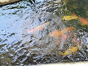 Colorful Japanese carp Nishikigoi swimming in the pond.