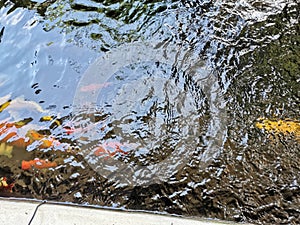 Colorful Japanese carp Nishikigoi swimming in the pond.