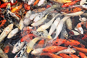 Colorful japanese carps