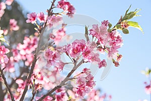 Colorful japanese flowering cherry or pink flower cherry blossum Prunus x yedoensis blooming on tree branch bright blue sky photo