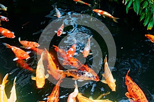 Colorful Japanese Koi Carp fish in a lovely pond in a garden in Kyoto, Japan. A brilliant image of vibrant Chinese Fancy Carp fish