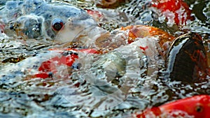 Colorful Japanese Koi fish swimming in pond and competing for food