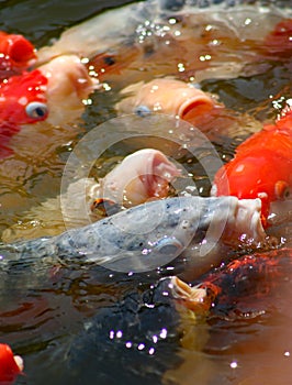 Colorful Japanese Koi fish swimming in pond and competing for food vertical image