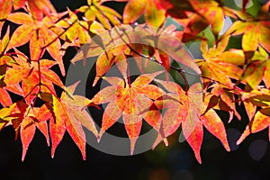 Colorful japanese maple leaves during momiji season at Kinkakuji garden, Kyoto, Japan