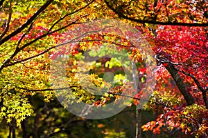 Colorful japanese maple leaves during momiji season at Kinkakuji garden, Kyoto, Japan