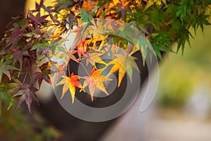 Colorful japanese maple leaves during momiji season at Kinkakuji garden, Kyoto, Japan