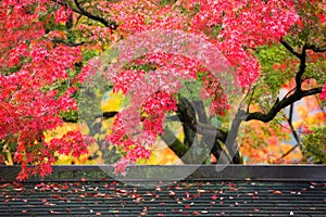 Colorful japanese maple leaves during momiji season at Kinkakuji garden, Kyoto, Japan photo