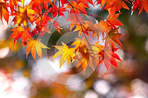 Colorful japanese maple leaves during momiji season at Kinkakuji garden, Kyoto, Japan photo
