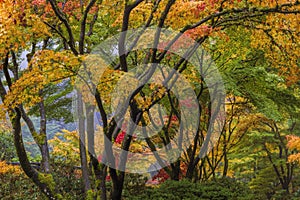 Colorful Japanese Maple Tree Canopy in Fall Season