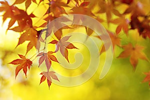 Colorful Japanese Maple Tree Leaves Background