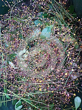 Colorful Javanese ginseng flowers Flower