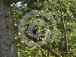 Colorful jay bird in the tree