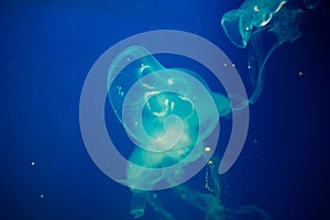 Colorful jellyfish. Blue background.