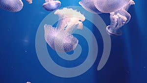 Colorful jellyfish on deep neon background in ocean museum. Wildlife underwater creature. Meditative video