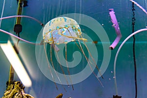 Colorful jellyfish floating in a fish tank - focus on creature