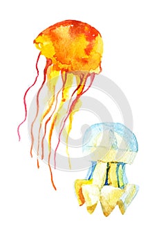 Colorful jellyfish set isolated on white background