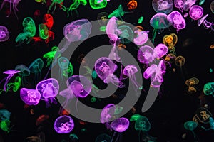 Colorful Jellyfish underwater. Jellyfish moving in water